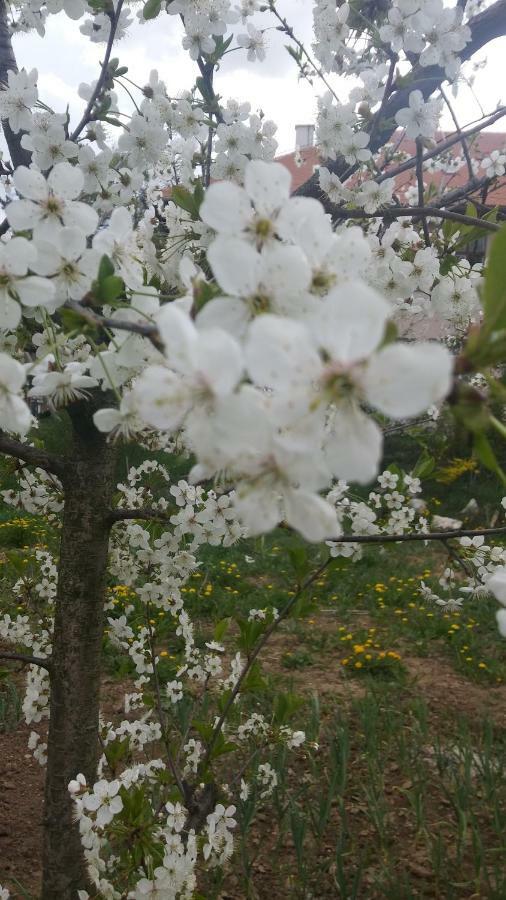 Apartman Tomic Daire Korenica Dış mekan fotoğraf